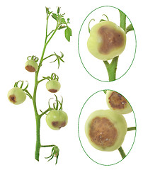 Image showing Blossom end rot of tomato - Calcium deficiency - plant disorder