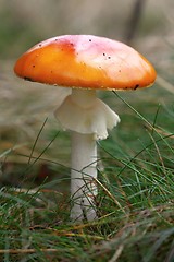 Image showing unidentified orange mushroom