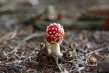 Image showing amanita muscaria