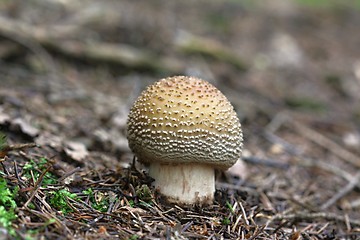 Image showing blusher mushroom