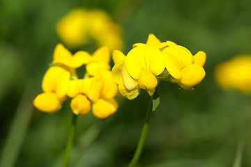 Image showing flower with purple blossom