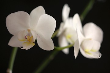 Image showing white orchid