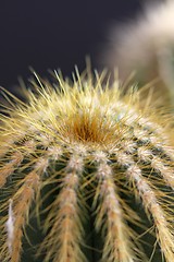 Image showing cactus detail