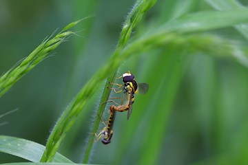 Image showing two wasps