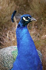 Image showing peacock