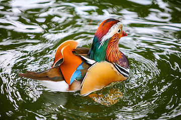 Image showing Mandarin duck in water