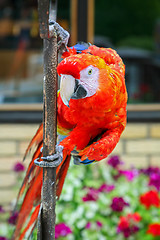 Image showing Scarlet macaw on iron bar