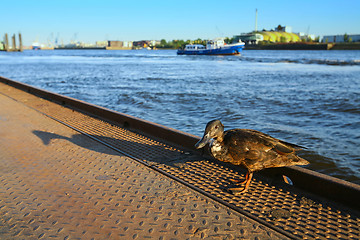 Image showing Duck standing on dock