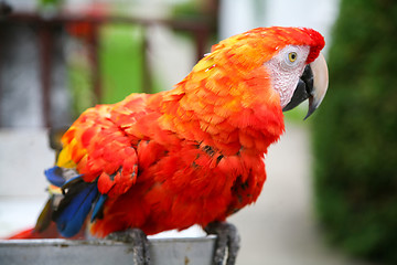 Image showing Scarlet macaw parrot close up