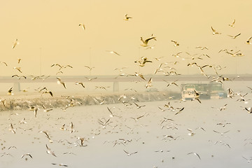 Image showing Seagulls flying above water