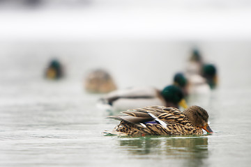 Image showing Flock of ducks in pond