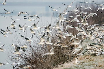 Image showing Group of seagulls flying