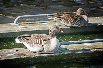 Image showing Ducks on wooden boards