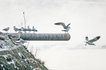 Image showing Seagulls standing on tube