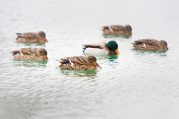 Image showing Ducks in lake water