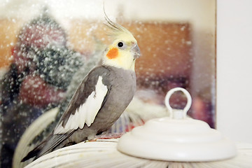 Image showing Cockatiel parrot standing on cage