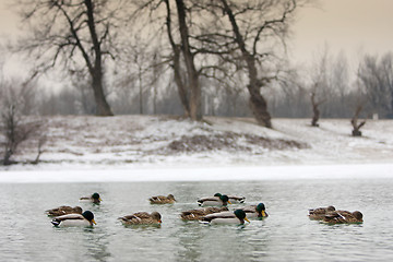 Image showing Flock of ducks in lake