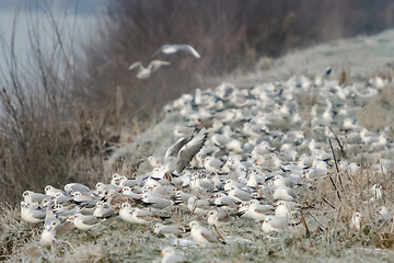 Image showing Group of seagulls on shore