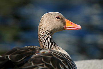 Image showing Side view of duck