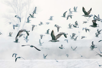 Image showing Seagulls flying near shore