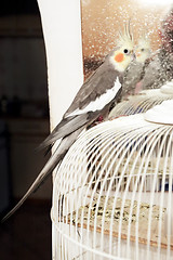 Image showing Cockatiel parrot