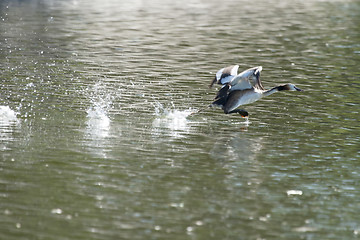 Image showing Duck taking off in lake