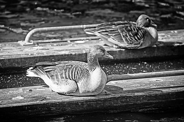 Image showing Ducks on wooden boards bw