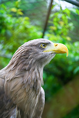 Image showing White tailed sea eagle in zoo