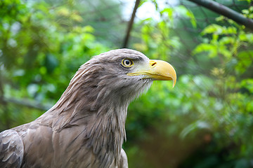 Image showing White tailed eagle in captivity
