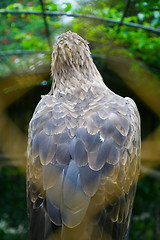 Image showing White tailed eagle from behind