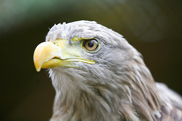 Image showing Close up of white tailed eagle