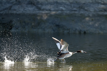 Image showing Duck taking off in pond