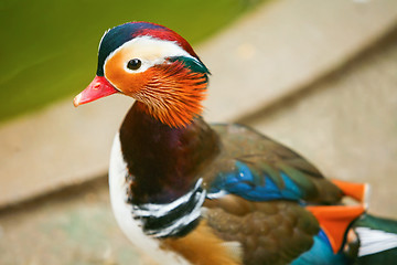 Image showing Mandarin duck