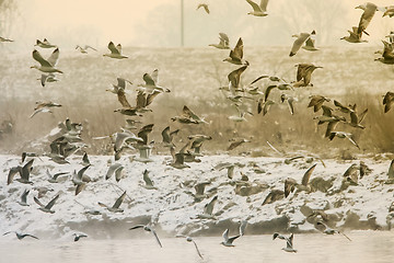 Image showing Seagulls flying 