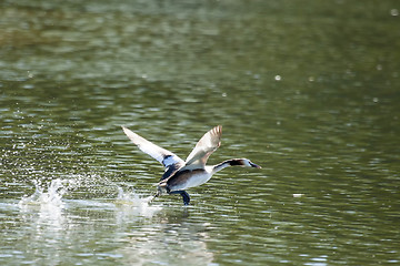 Image showing Duck in lake taking off