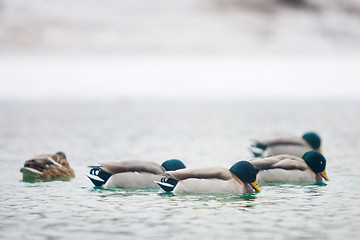 Image showing Flock of ducks swimming in pond