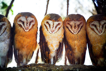 Image showing Owls on tree branch