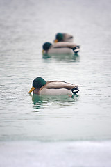 Image showing Ducks swimming in icy lake