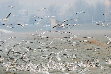 Image showing Group of seagulls on field