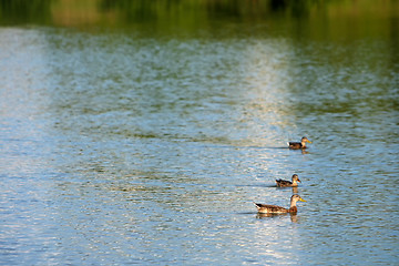 Image showing Three ducks in lake 