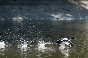 Image showing Duck taking off in nature