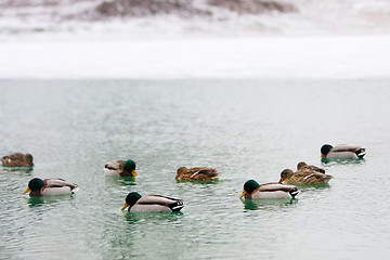 Image showing Flock of ducks in water