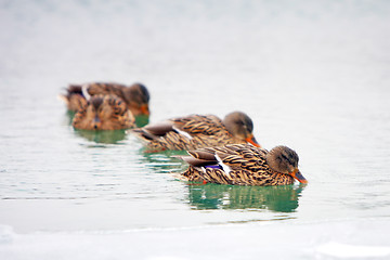 Image showing Ducks in icy pond