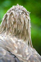 Image showing Rear view of white tailed eagle