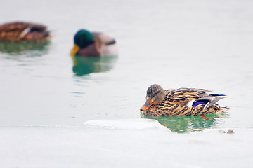 Image showing Ducks in icy lake