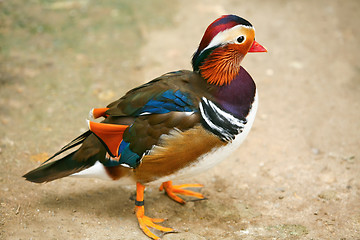 Image showing Duck mandarin