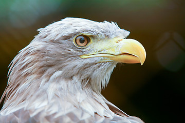 Image showing Profile of white tailed eagle