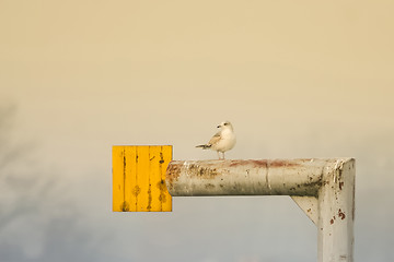 Image showing Seagull standing on tube