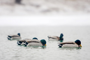 Image showing Flock of ducks swimming