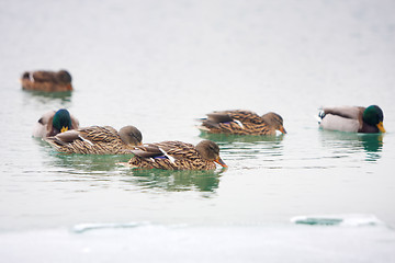 Image showing Ducks in water